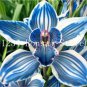 100Pcs Blue Cymbidium Orchid Rare Bonsai Flower Seeds Balcony Garden Decoration