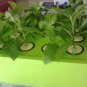 5CM Black Neoprene collars for hydroponics system(30pcs-pack) Gardening Supplies