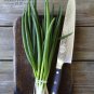 DALSTRONG Chef Knife - Shogun Series Gyuto - VG10 - 9.5" (240mm)
