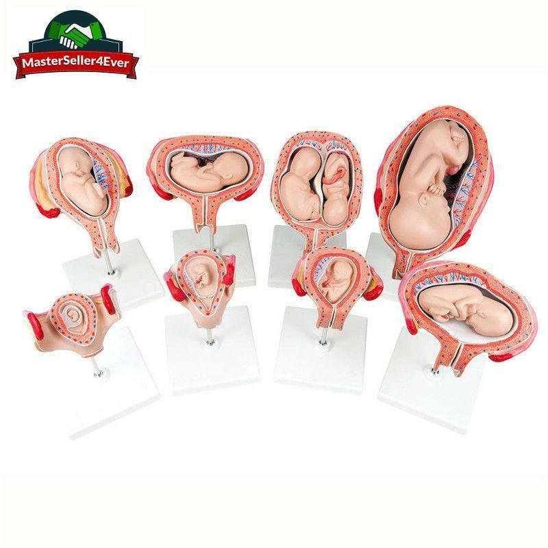 8pcs Anatomical Human Fetal Development Model Baby Fetus Pregnancy 1st-7th month