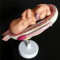 8pcs Anatomical Human Fetal Development Model Baby Fetus Pregnancy 1st-7th month