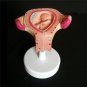 8pcs Anatomical Human Fetal Development Model Baby Fetus Pregnancy 1st-7th month