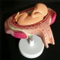 8pcs Anatomical Human Fetal Development Model Baby Fetus Pregnancy 1st-7th month