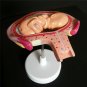 8pcs Anatomical Human Fetal Development Model Baby Fetus Pregnancy 1st-7th month
