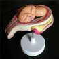 8pcs Anatomical Human Fetal Development Model Baby Fetus Pregnancy 1st-7th month