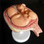 8pcs Anatomical Human Fetal Development Model Baby Fetus Pregnancy 1st-7th month