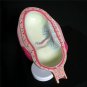 8pcs Anatomical Human Fetal Development Model Baby Fetus Pregnancy 1st-7th month