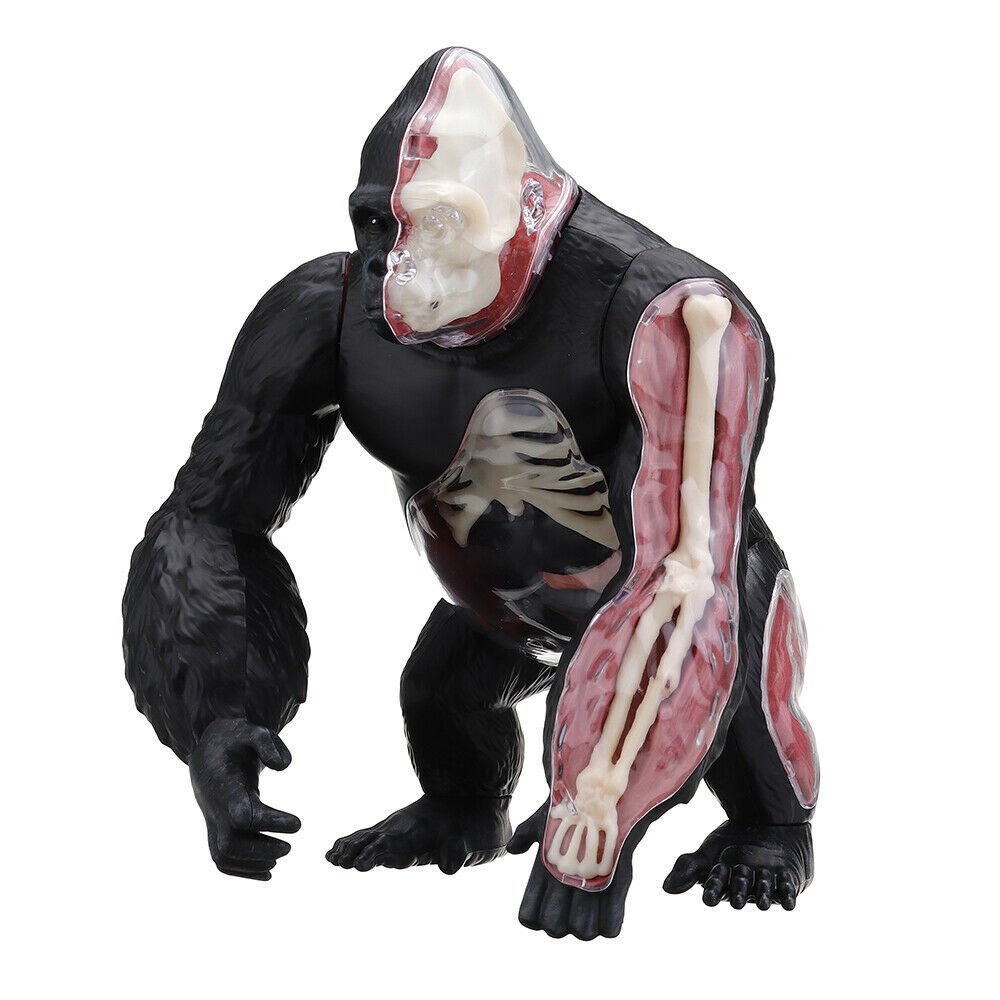 4D MASTER STEM Science 4D Vision Gorilla Assembly Medical Model 29 Parts DIY Jig
