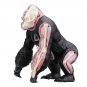4D MASTER STEM Science 4D Vision Gorilla Assembly Medical Model 29 Parts DIY Jig