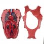 4D MASTER STEM Science 4D Vision Gorilla Assembly Medical Model 29 Parts DIY Jig