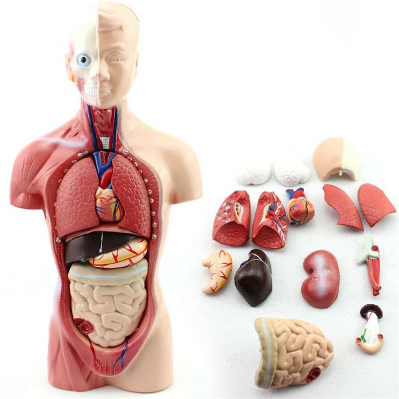 Human Torso Body Anatomy Model Heart Brain Skeleton Medical School Educational