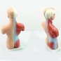 Human Torso Body Anatomy Model Heart Brain Skeleton Medical School Educational