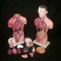 Human Torso Body Anatomy Model Heart Brain Skeleton Medical School Educational