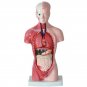 Human Torso Body Anatomy Model Heart Brain Skeleton Medical School Educational