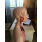 55cm 21.6'' Human Torso Anatomy Anatomical Teach Education Study Model 19 pieces