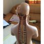 55cm 21.6'' Human Torso Anatomy Anatomical Teach Education Study Model 19 pieces