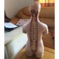 55cm 21.6'' Human Torso Anatomy Anatomical Teach Education Study Model 19 pieces