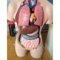 55cm 21.6'' Human Torso Anatomy Anatomical Teach Education Study Model 19 pieces
