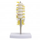 Mini Human Lumbar Vertebrae Sacrum Coccyx Anatomy Medical Spine Model 15cm