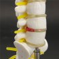 Mini Human Lumbar Vertebrae Sacrum Coccyx Anatomy Medical Spine Model 15cm