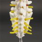 Mini Human Lumbar Vertebrae Sacrum Coccyx Anatomy Medical Spine Model 15cm