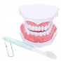 Dental Adult Education Teaching Model with Removable Lower Teeth and Toothbrush