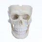 4D MASTER DIY Puzzle STEM 39pcs Assembly Skull Brain Neuroanatomical Medical Model Toy