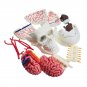 4D MASTER DIY Puzzle STEM 39pcs Assembly Skull Brain Neuroanatomical Medical Model Toy