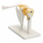 NEW Life Size Anatomical Functional Human Shoulder Joint Teaching Model