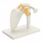 NEW Life Size Anatomical Functional Human Shoulder Joint Teaching Model