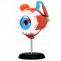 4D MASTER STEM 126mm Eye Model Assembly Human Anatomy Medical Model DIY 3D Structure Of The Eye Puzz