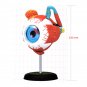 4D MASTER STEM 126mm Eye Model Assembly Human Anatomy Medical Model DIY 3D Structure Of The Eye Puzz