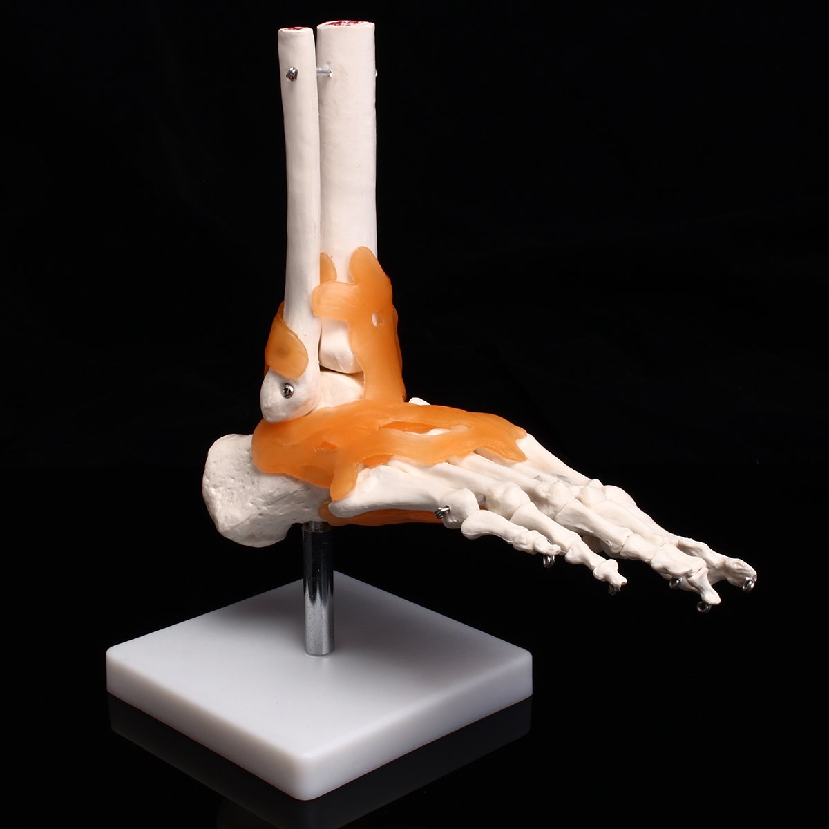 Life Size Foot Ankle Joint Anatomical Skeleton Model Human Anatomy  Teaching Training Education Offi