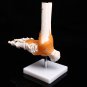 Life Size Foot Ankle Joint Anatomical Skeleton Model Human Anatomy  Teaching Training Education Offi
