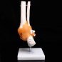 Life Size Foot Ankle Joint Anatomical Skeleton Model Human Anatomy  Teaching Training Education Offi