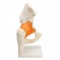 NEW Life Size Anatomical Functional Human Hip Joint Anatomy Model