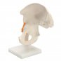 NEW Life Size Anatomical Functional Human Hip Joint Anatomy Model