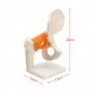 NEW Life Size Anatomical Functional Human Hip Joint Anatomy Model