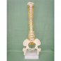 45CM Spine Model With Pelvis Femur Heads 1/2 Life Lab Equipment Detailed Toys