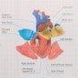 4D Anatomical Human Heart Structural Models Anatomy Medical Teaching School