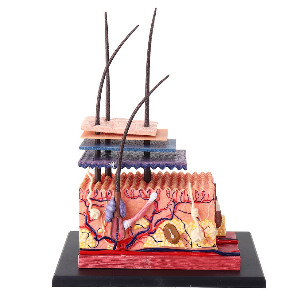 4D Master STEM Skin Hair Human Body Organ Anatomical DIY Teaching Medical Model Puzzle Assembly Deco