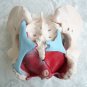 Female Pelvis Pelvic Floor Muscle Model Uterus Ovary Muscle Removable Medical Model