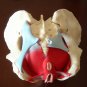 Female Pelvis Pelvic Floor Muscle Model Uterus Ovary Muscle Removable Medical Model