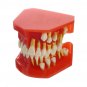 Dental Tools Medical Model Of The Dental Model Deciduous Tooth Replacement Model