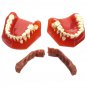 Dental Tools Medical Model Of The Dental Model Deciduous Tooth Replacement Model
