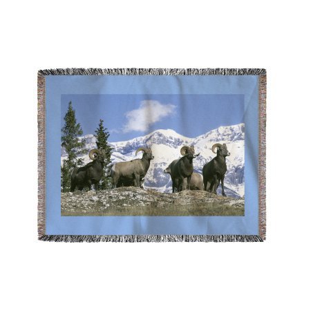 Rams in Mountains - Lantern Press Photography (James T. Jones) (60x80 Woven Chenille Yarn Blanket)