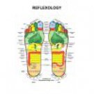 Reflexology Foot poster Metal Sign 8inx 12in