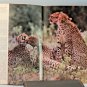 Natural History Magazine June 1989 Cheetah Cover / Northern Dinosaurs