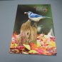 Birds & Blooms Magazine Extra! November 2020 Titmouse Cover & Low Light Plants