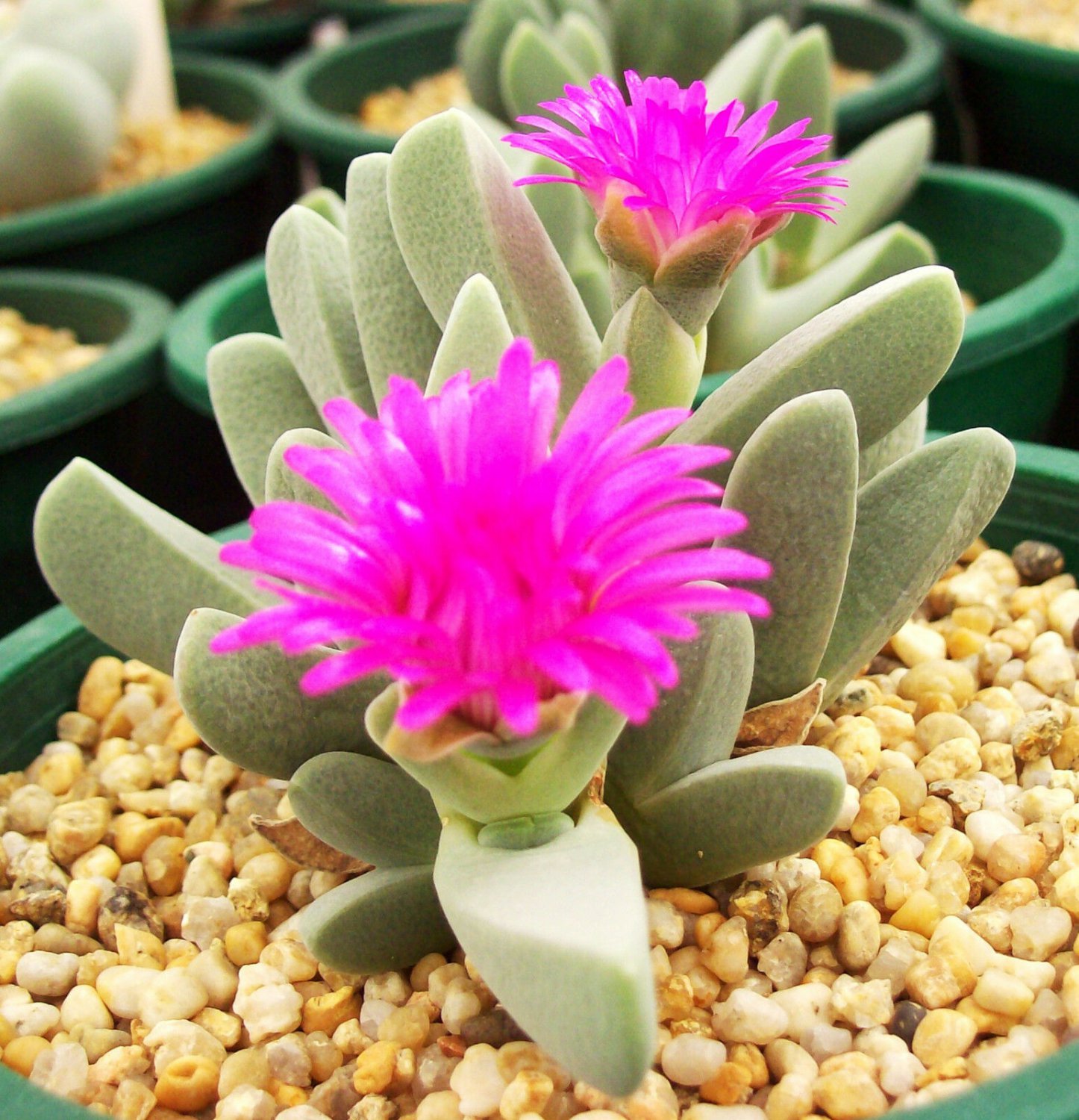 exotic succulent mesembs living stones seed 20 SEEDS Cheiridopsis Denticulata 